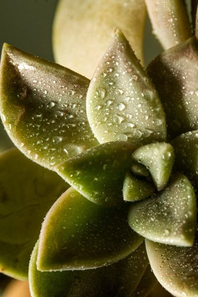 The Secret Life of Plants: Photosynthesis and Beyond
